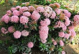 Ixora Dwarf